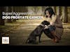 Super Aggressive Dog Prostate Cancer | Dr. Demian Dressler Q&A