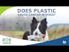 Does Plastic Cause Cancer in Dogs? | Dr. Charlotte Hacker