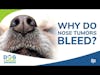 Why Do Nose Tumors Bleed? Q&A | Dr. Brooke Britton