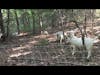 Goats Relaxing at Briden Farm