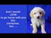 Starlight Outreach and Rescue Holiday Message- Adopt AT Christmas- but be sure it's FOR LIFE!