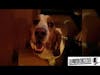 Dog wrangling a basset hound on a film set: Bits O' BUBKES #2 Mugsy