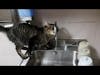 Baron drinks from water faucet