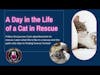 A Day in the Life of a Cat in Rescue