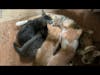 Willow and Her Kittens Nursing and Purring
