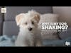 Why Is My Dog Shaking? Should I Call My Vet? | Dr. Nancy Reese Deep Dive