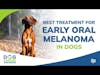 Best Treatment for Early Oral Melanoma in Dogs Q&A | Dr. Brooke Britton