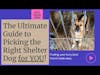 The Ultimate Guide to Picking the Right Shelter Dog for YOU