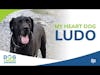 My Heart Dog Ludo | Dr. Adrienne Anderson