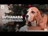 Euthanasia for Dogs During the Holidays: Why You Shouldn’t Feel Guilty