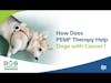 How Does PEMF Therapy Help Dogs with Cancer? | Dr. Erica Ancier