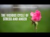 The Vicious Circle of Stress and Anger