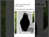 This black bird is coming at you with some BS! #Shorts #FunnyBirds #FunnyMeme