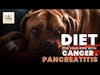 Pancreatitis Dog Diet for Cancer │ Dr. Nancy Reese Q&A
