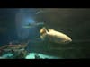 Shark Encounter Underwater Glass Tunnel - SeaWorld San Diego