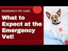 What to Expect at the Emergency Vet