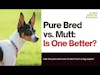 Truths about Mutts and Pure Bred Dogs