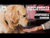 Apoptosis and Cancer [CLIP] | Dr. Demian Dressler Deep Dive on Supplements for Dogs with Cancer