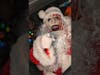 Art the Clown finds and elf #holidayswithshorts #spooky #scary