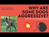 Understanding Dog Aggression with Dr. Jim Crosby