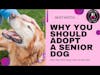 Adopting and Loving a Senior Dog