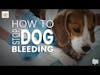 How to Stop Dog Bleeding | Dr. Nancy Reese Deep Dive