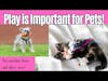 Why Play is Important for Pets of All Ages