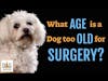 What Age is a Dog Too Old for Surgery? | Dr. Nancy Reese Q&A