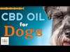 CBD Oil for Dogs│Dr. Demian Dressler Deep Dive