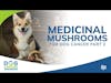 Medicinal Mushrooms for Dog Cancer Part 2 | Dr. Robert Silver