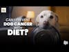 Can I Prevent Dog Cancer With Diet? | Dr. Nancy Reese Q&A