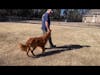 Off-Leash Training and the Heel Position