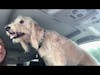 Service dog waits with Mom in car for boy