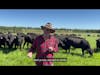 Why Is Beef More expensive In Australia. Explained In 72 Seconds