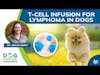T Cell Infusion for Lymphoma in Dogs | Dr. Megan Duffy