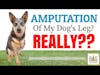 Amputation of Dog Leg? Really?? │ Dr. Demian Dressler Q&A