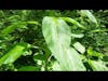 Edible Green Leaves Mystery