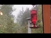 Dueling Hummingbirds Finally Cooperate In the End