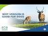 Why Venison is Good for Dogs | Dr. Alex Ubell