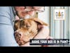 Signs Your Dog Is in Pain | Dr. Demian Dressler Deep Dive