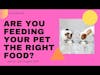 Are You Feeding Your Pet the RIGHT Food? with Dr. Jeff Grognet