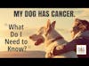 My Dog Has Cancer: What Do I Need to Know? │ Molly Jacobson Deep Dive