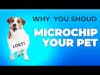 The Lifesaving Importance of Microchipping Your Pet