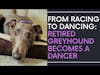Retired Racing Grayhound Becomes a Dancer