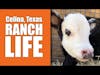 Celina Texas Ranch Life: Johnny Cash The Baby Calf