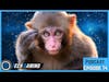 Monkey Plays Pong with it's MIND Using BLUETOOTH!?