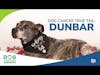 Dog Cancer True Tail: Dunbar | Dr. Katie Berlin & Tara Diehl