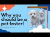 Why You Should Be a Pet Foster
