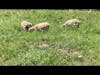 Briden Farm Babydoll Sheep at The Barn Property