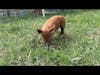 The Funny Piglet Video
